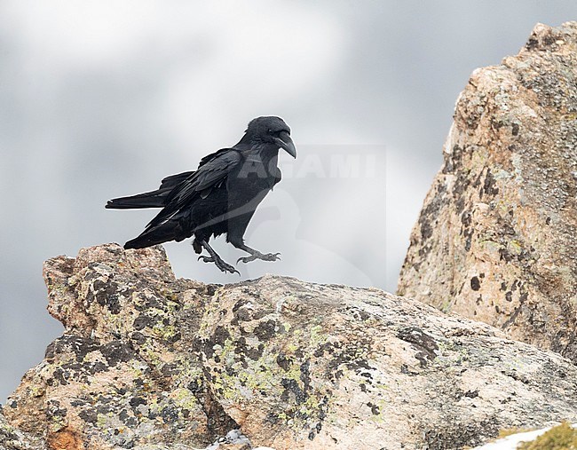 Common Raven (Corvus corax) in Bulgaria. Jumping from one place on a rock to another. stock-image by Agami/Marc Guyt,