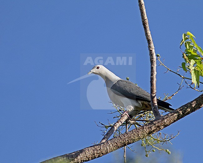 Grey Imperial Pigeon (Ducula pickeringii) in the Philippines. stock-image by Agami/Pete Morris,