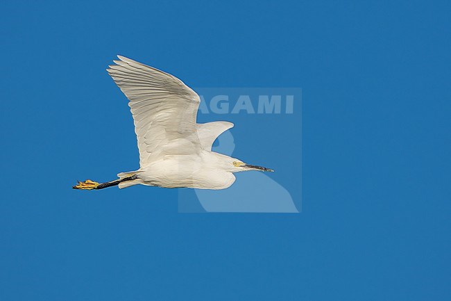 Adult
Los Angeles Co., CA
December 2021 stock-image by Agami/Brian E Small,