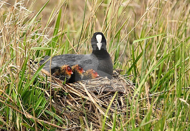 Fulica atra, Eurasian Coot stock-image by Agami/Eduard Sangster,