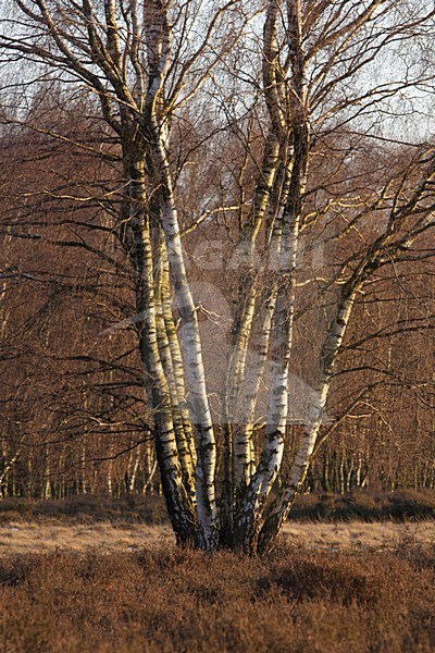 Berk en heide, Birch and heath stock-image by Agami/Wil Leurs,