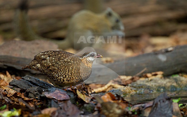 Green-legged Partridge (Arborophila chloropus) at waterhole in Kaeng Krachan National Park, Thailand stock-image by Agami/Helge Sorensen,