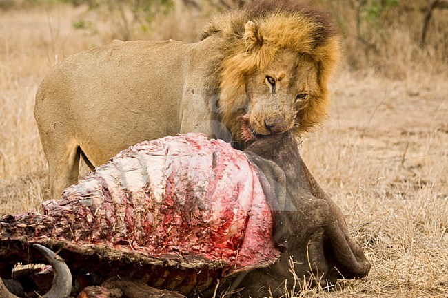 Mannetje Afrikaanse Leeuw etend van prooi; Male African Lion feeding on prey stock-image by Agami/Marc Guyt,
