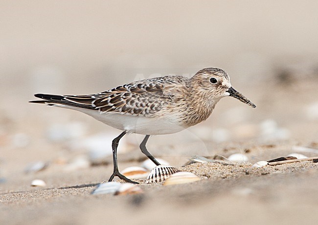 Immature Baird's Sandpiper, Calidris bairdii, at beach at Wassenaar, Netherlands. stock-image by Agami/Marc Guyt,