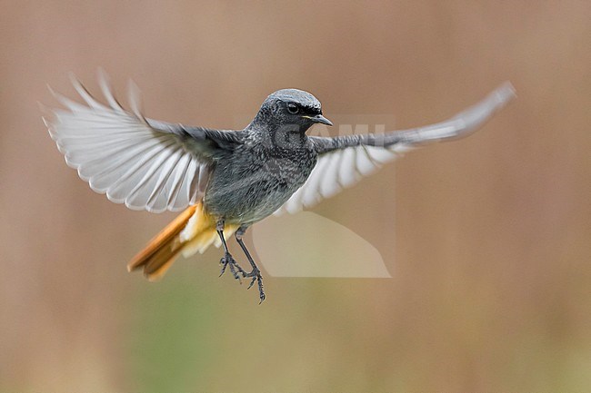 Zwarte Roodstaart; Black Redstart stock-image by Agami/Daniele Occhiato,