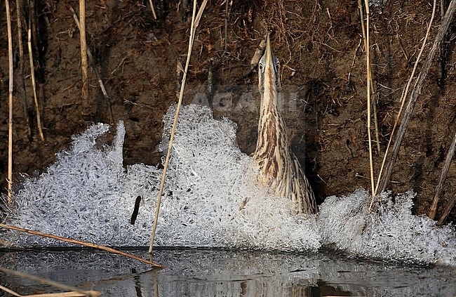Een roerdomp sluipt achter samen geklapt ijs An Eurasian Bittern creeping behind the ice stock-image by Agami/Jacques van der Neut,
