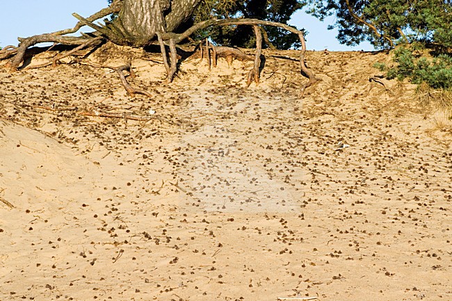 Kootwijkerzand, Kootwijk, Veluwe, Netherlands stock-image by Agami/Marc Guyt,