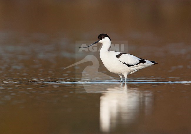 Pied Avocet - Säbelschnäbler - Recurvirostra avoseta, Spain (Mallorca), adult stock-image by Agami/Ralph Martin,