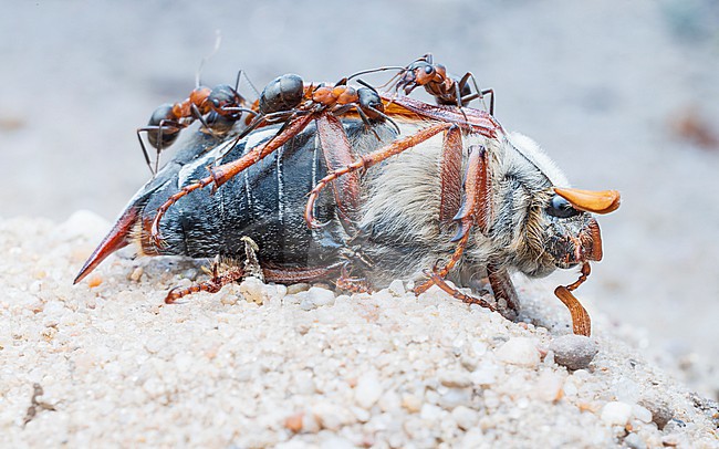 European red wood ants (Formica polyctena) with dead Common cockchafer (Melolontha melolontha) stock-image by Agami/Lennart Verheuvel,