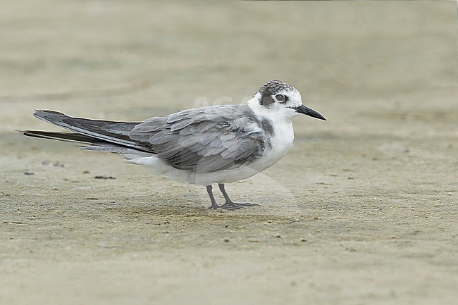 Adult American Black Tern (Chlidonias niger surinamensis) in nonbreeding plumage on beach at Galveston County, Texas, USA, in April 2016. stock-image by Agami/Brian E Small,