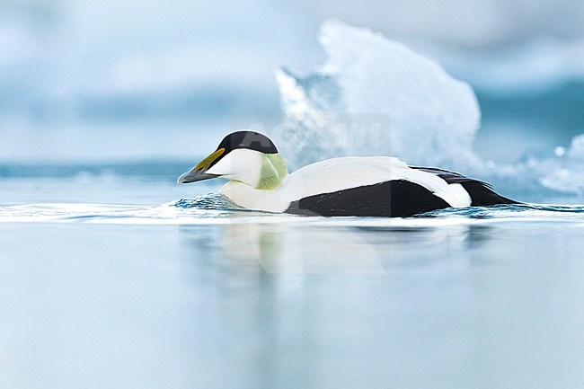 Adult male Common Eider (Somateria mollissima borealis) during spring on Iceland. Swimming on the Jökulsárlón Glacier Lagoon. stock-image by Agami/Daniele Occhiato,