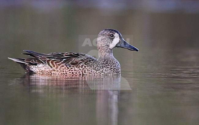 Second calendar year male Blue-winged Teal (Anas discors) during late winter in the United States. stock-image by Agami/Ian Davies,