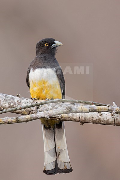 Citreoline Trogon (Trogon citreolus) perched on a branch in Oaxaca, Mexico. stock-image by Agami/Glenn Bartley,