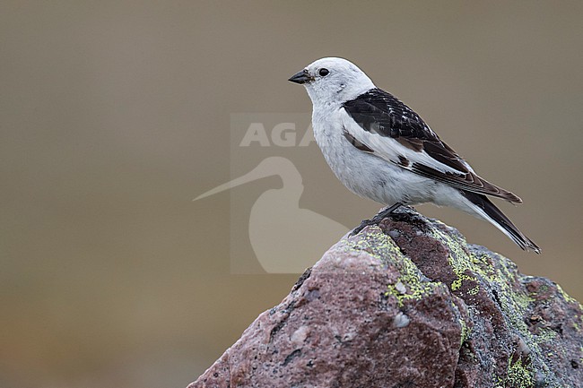 Snow Bunting (Plectrophenax nivalis) sitting on a rock in its breeding habitat in Norway. stock-image by Agami/Marcel Burkhardt,