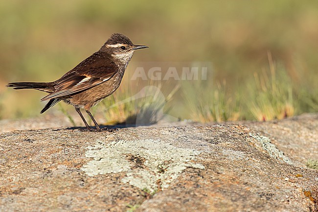 Olrog's Cinclodes (Cinclodes olrogi) perched on top of a boulder in Argentina. stock-image by Agami/Dubi Shapiro,