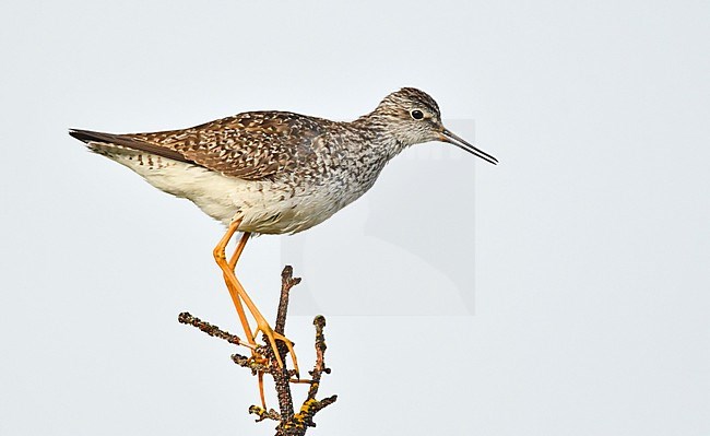 The Lesser Yellowlegs is a wader breeding in the taiga forest of North America. It is a common and loud species in breeding time. stock-image by Agami/Eduard Sangster,