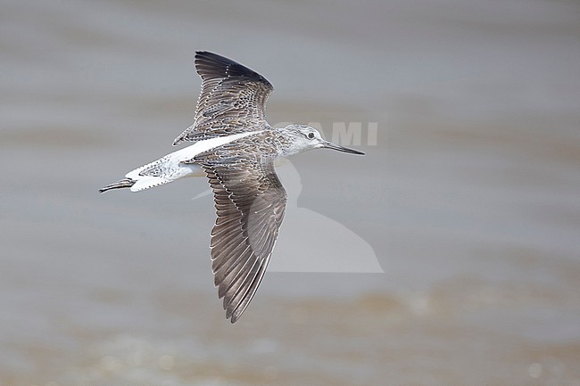 adult common greenshank (Tringa nebularia) in flight, found at Lake Albert in Uganda stock-image by Agami/Mathias Putze,