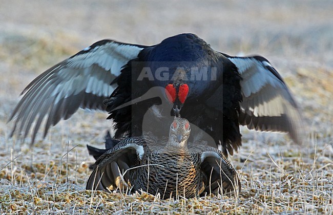 Parende Korhoenders; Black Grouse mating stock-image by Agami/Markus Varesvuo,