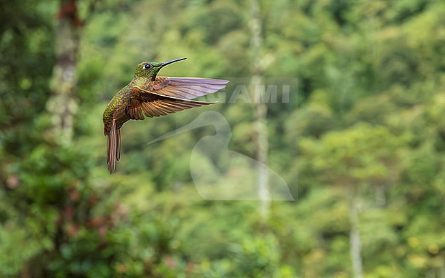 Fawn-breasted Brilliant (Heliodoxa rubinoides) in flight, wide angle in Andean landscape stock-image by Agami/Lennart Verheuvel,