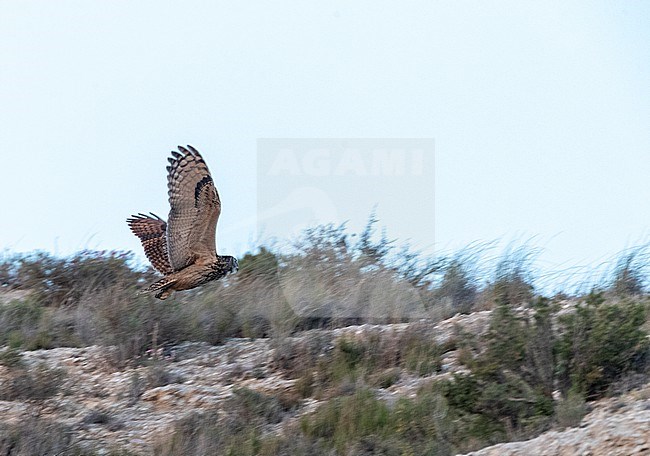 Eurasian Eagle Owl (Bubo bubo) near Belchite in Spain. stock-image by Agami/Marc Guyt,