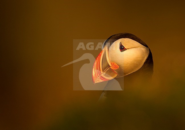 Papegaaiduiker close-up; Atlantic Puffin close up stock-image by Agami/Danny Green,