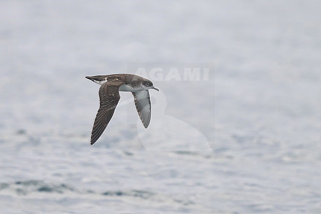 Manx shearwater (Puffinus puffinus), flying, with the sea as background. stock-image by Agami/Sylvain Reyt,