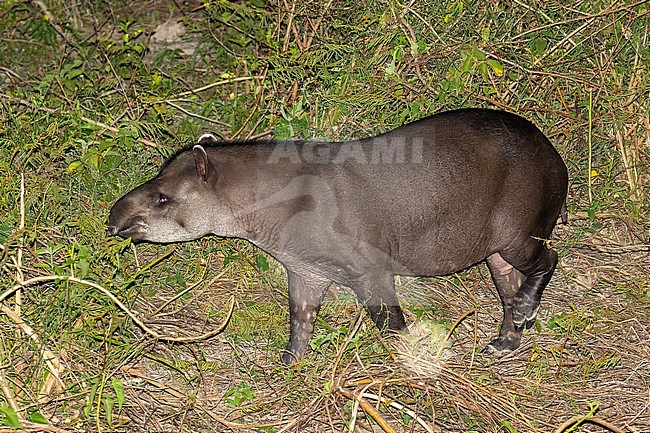 South American Tapir (Tapirus terrestris) in Brazil. stock-image by Agami/Dani Lopez-Velasco,