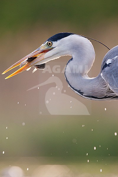 Blauwe Reiger met vis in bek; Grey Heron with fish in beak stock-image by Agami/Marc Guyt,