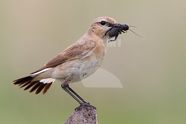 Izabeltapuit met grote krekel; Isabelline Wheatear with large cricket stock-image by Agami/Daniele Occhiato,
