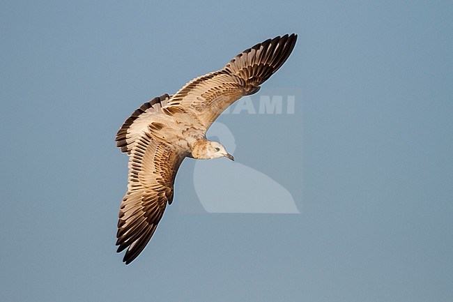 Zwartkopmeeuw, Mediterranean Gull, Ichthyaetus melanocephalus, Switzerland, 1st cy stock-image by Agami/Ralph Martin,
