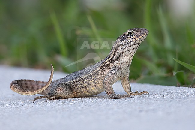 Northern Curly-tailed Lizard (Leiocephalus carinatus) at Florida, United States.  This is an invasive species in Florida. stock-image by Agami/Tom Friedel,