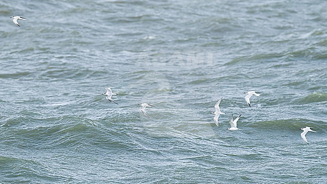  stock-image by Agami/Menno van Duijn,