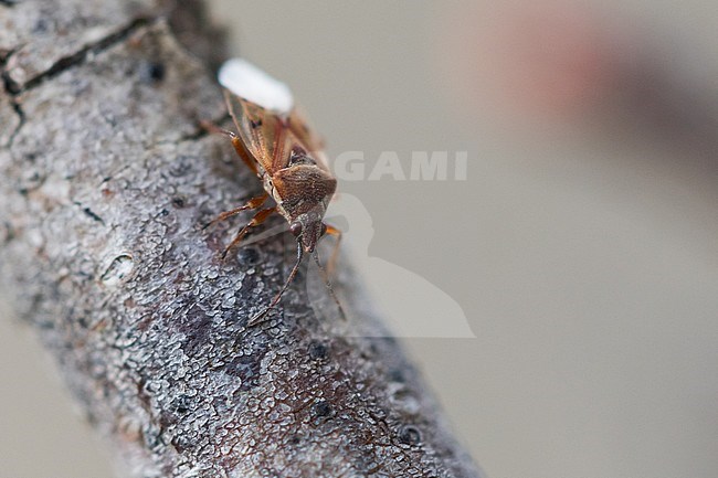 Kleidocerys resedae - Birch catkin bug - Birkenwanze, France (Alsace), imago stock-image by Agami/Ralph Martin,