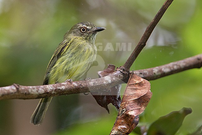 Johannes's Tody-Tyrant (Hemitriccus iohannis) at Puerto Nariño, Amazonas, Colombia. stock-image by Agami/Tom Friedel,