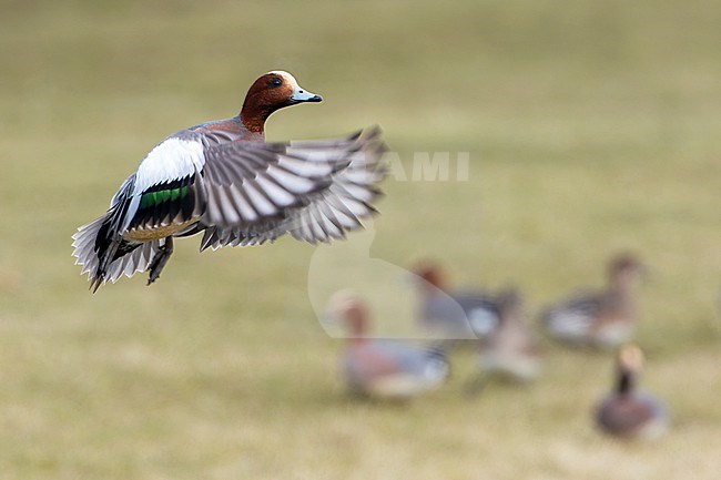 Eurasian Wigeon (Anas penelope) male taking off on wintering grounds in The Netherlands stock-image by Agami/Martijn Verdoes,
