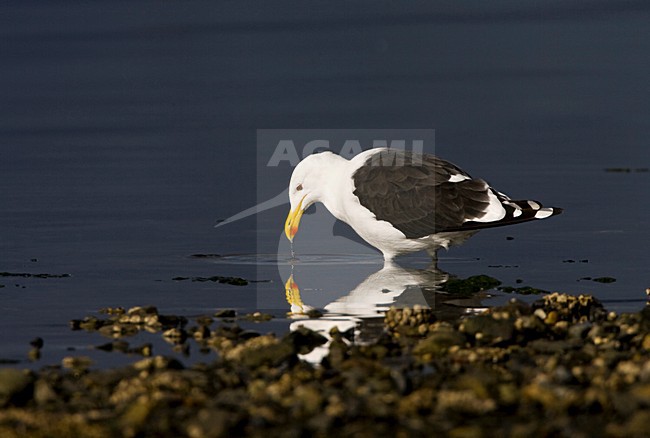 Kelpmeeuw, Kelp Gull, Larus dominicanus stock-image by Agami/Marc Guyt,