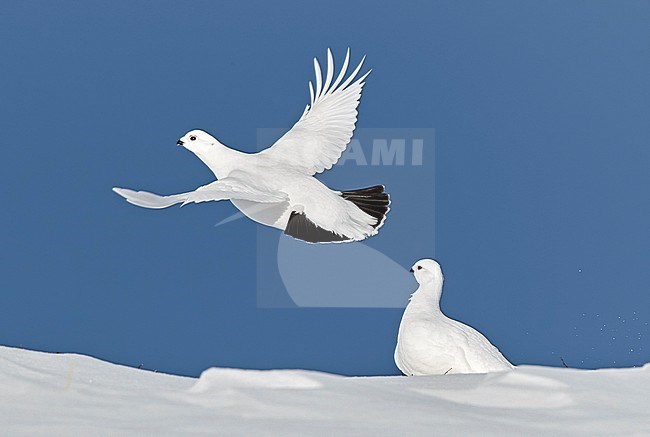 Willow Grouse (Lagopus lagopus) Utsjoki March 2017 stock-image by Agami/Markus Varesvuo,