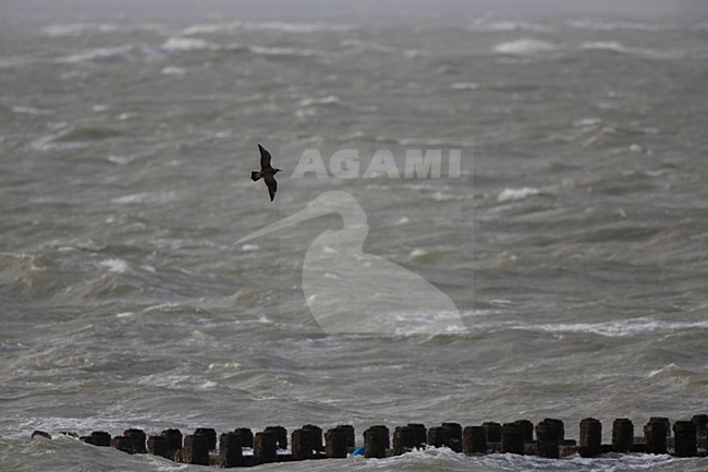 Jagende middelste jager; hunting Pomarine Jaege stock-image by Agami/Chris van Rijswijk,