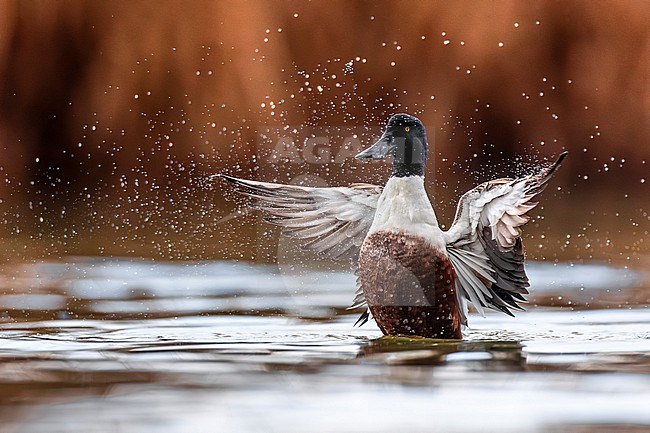 Male Northern Shoveler (Spatula clypeata) in Italy. Swimming on a lake. stock-image by Agami/Daniele Occhiato,