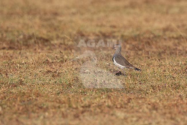 black-winged lapwing or greater black-winged lapwing (Vanellus melanopterus) found in the dry arid Liben Plains near Negele Borana in Ethiopia stock-image by Agami/Mathias Putze,