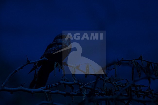 European Nightjar - Ziegenmelker - Caprimulgus europaeus, Oman, adult female stock-image by Agami/Ralph Martin,