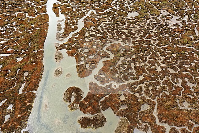 Endless meandering creeks in the Ria Formosa during low tide. stock-image by Agami/Jacques van der Neut,