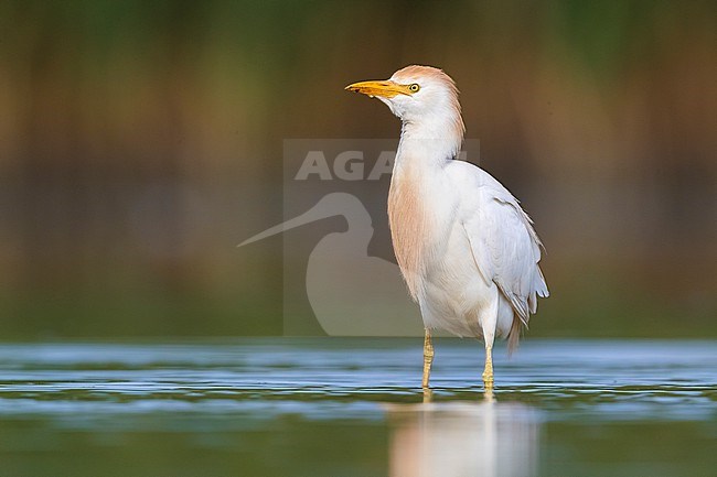 Cattle Egret (Bubulcus ibis) in Italy. stock-image by Agami/Daniele Occhiato,