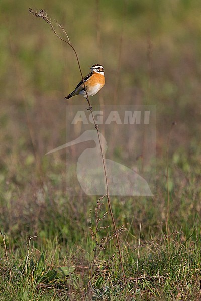 Whinchat (Saxicola rubetra), Poland, adult male stock-image by Agami/Ralph Martin,