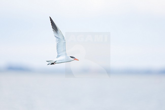  stock-image by Agami/Menno van Duijn,