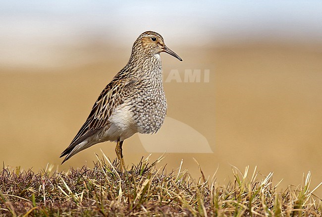 Pectoral Sandpiper (Calidris melanotos) in Alaska, United States. stock-image by Agami/Dani Lopez-Velasco,