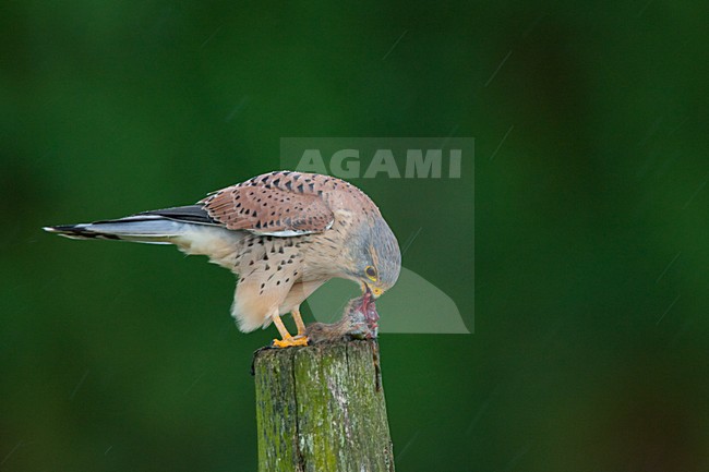 Torenvalk mannetje zittend met prooi; Common Kestrel male perched with prey stock-image by Agami/Menno van Duijn,