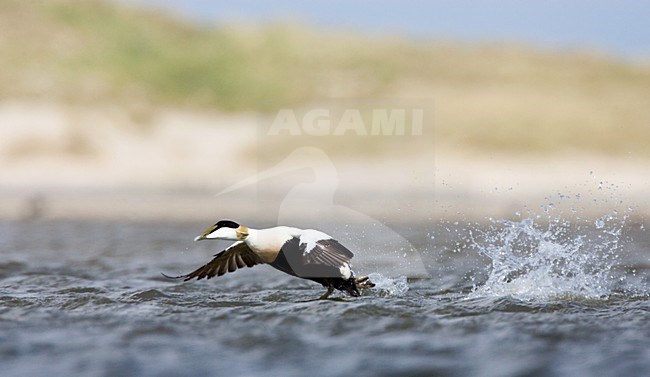 Mannetje Eider; Male Common Eider stock-image by Agami/Menno van Duijn,
