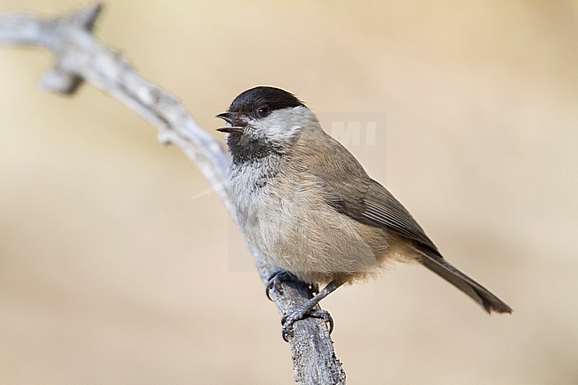 Songar Tit; Poecile montanus ssp. songarus stock-image by Agami/Ralph Martin,
