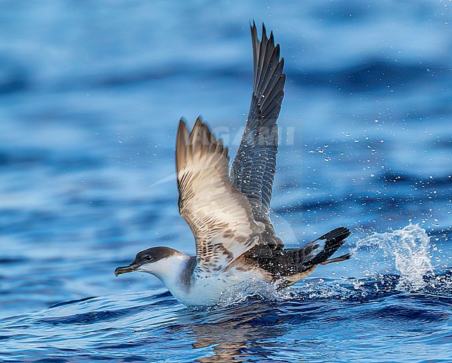 Great Shearwater (Puffinus gravis) at sea offshore the Azores, Portugal. Attacked by a gull. stock-image by Agami/Marc Guyt,